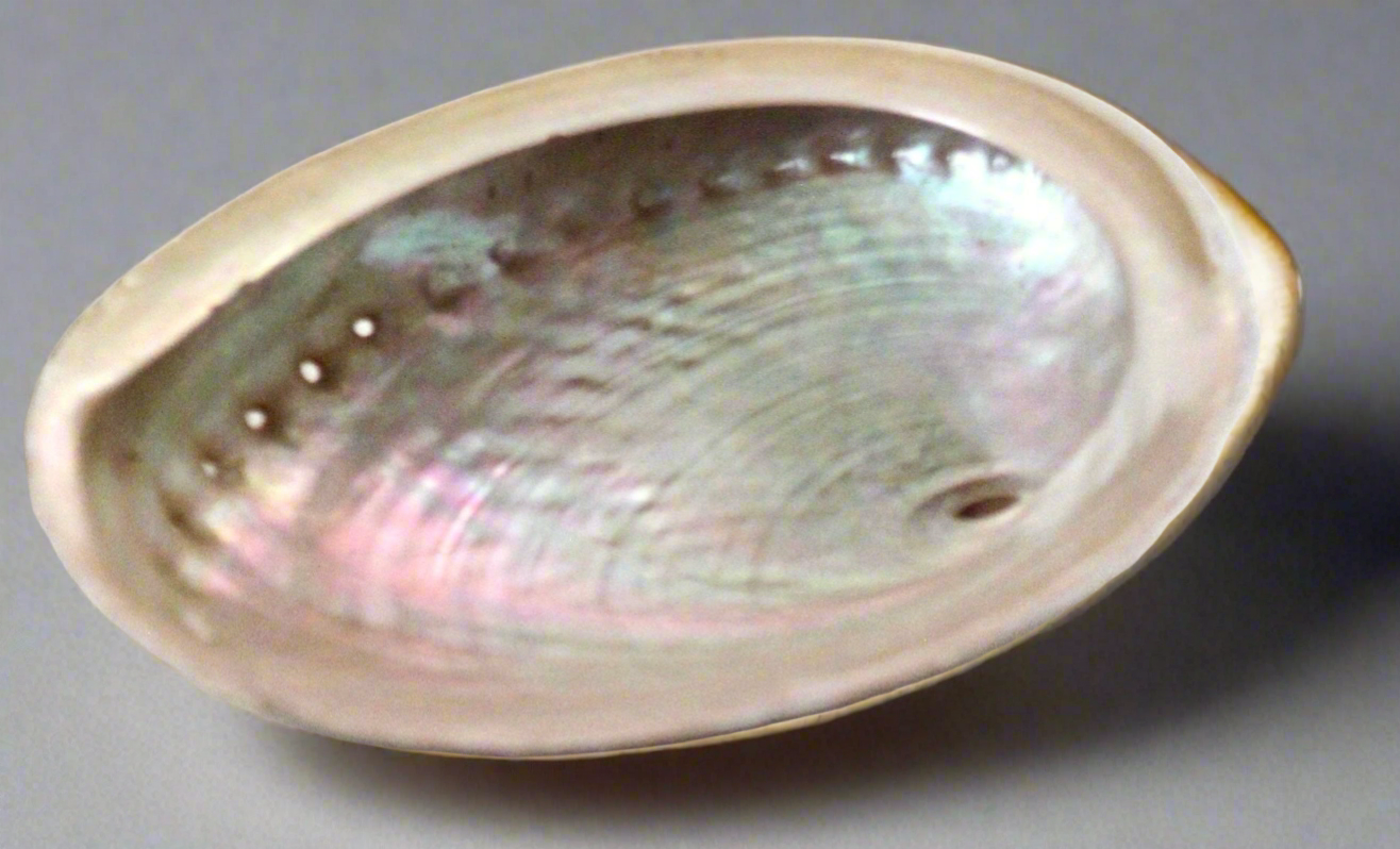 Australian Abalone Shell XL