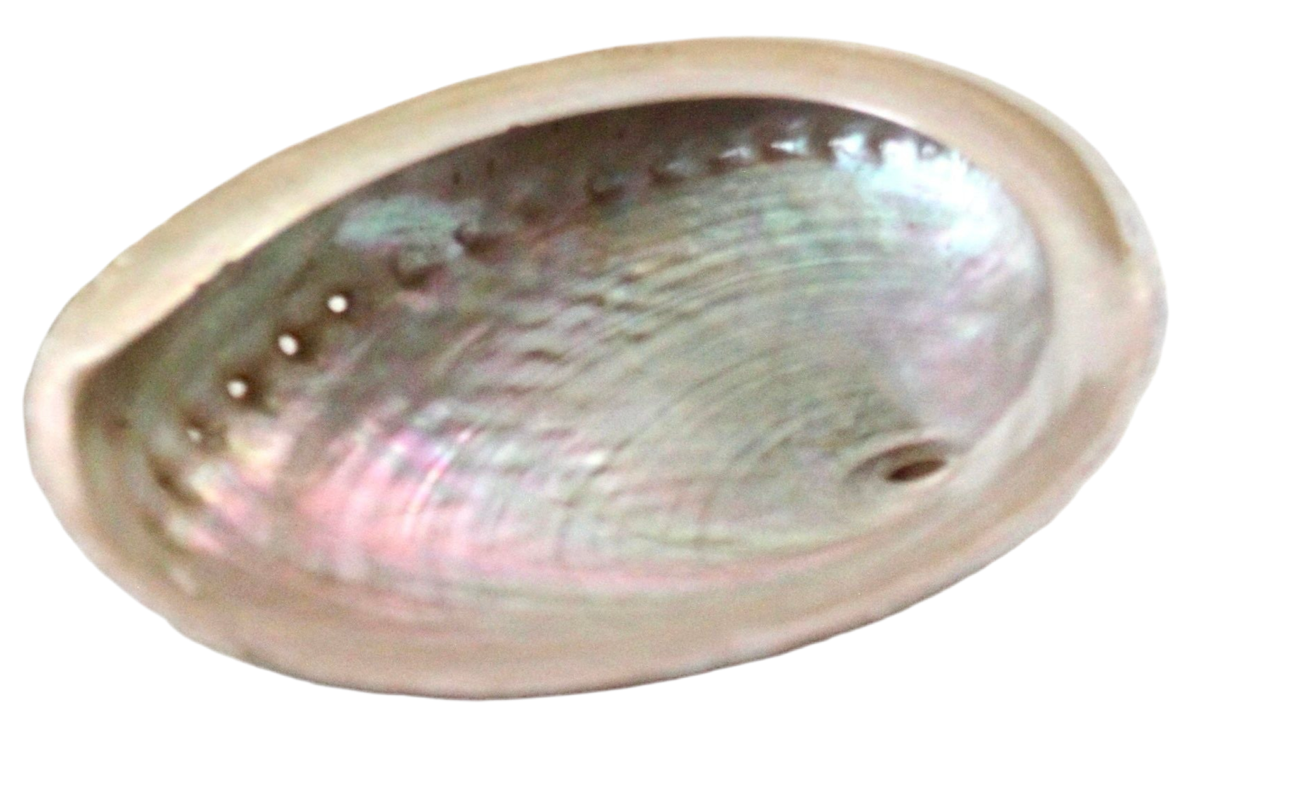 Abalone Shell XL